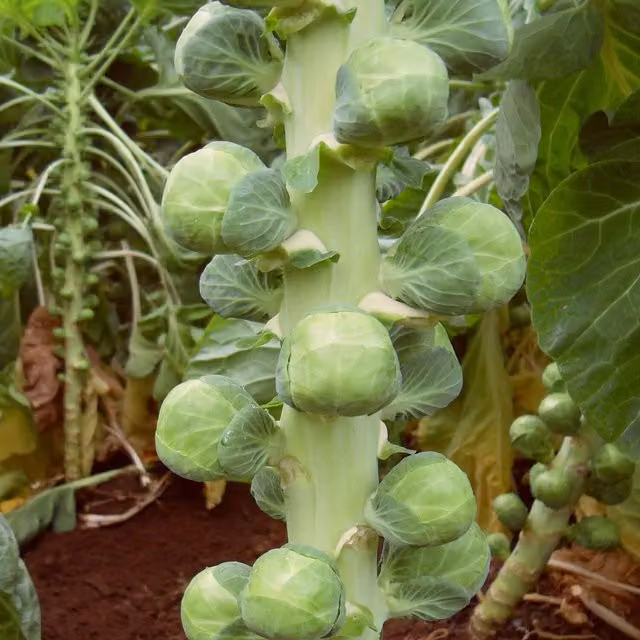 Marshalls Garden Nautic F1 Organic Brussels Sprout Seeds, Green
