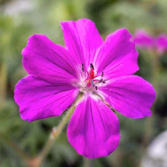 Marshalls Garden Pink Geranium Tiny Monster Perennial Ground Cover, 3 x 9cm Potted Plants