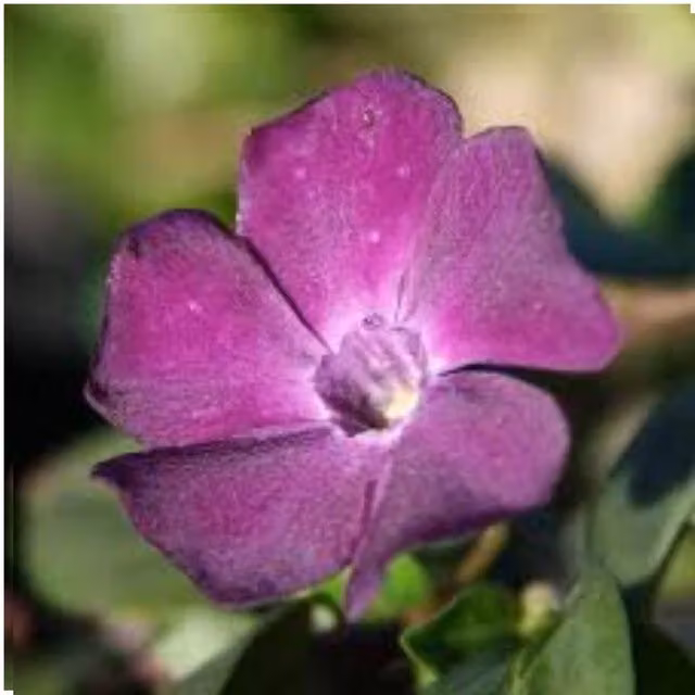 Plants By Post Vinca Major Atropurpurea Purple Perennial Groundcover Plant, 2L Pot