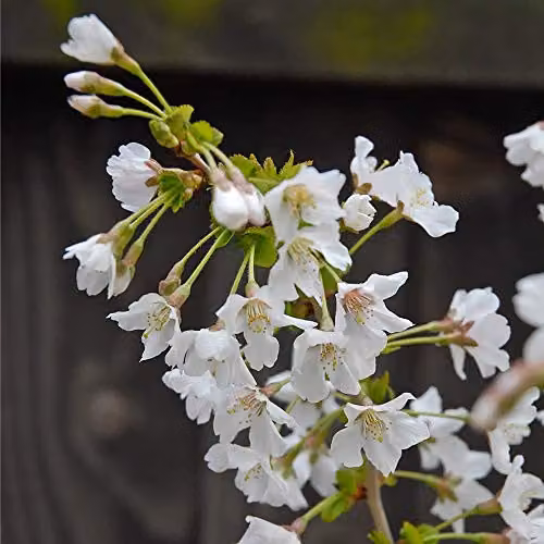 Thompson & Morgan 2x Prunus Kojo-no-mai Hardy Ornamental Cherry Tree Shrubs with Spring Blossom and Autumn Foliage, 9cm Pot – 3