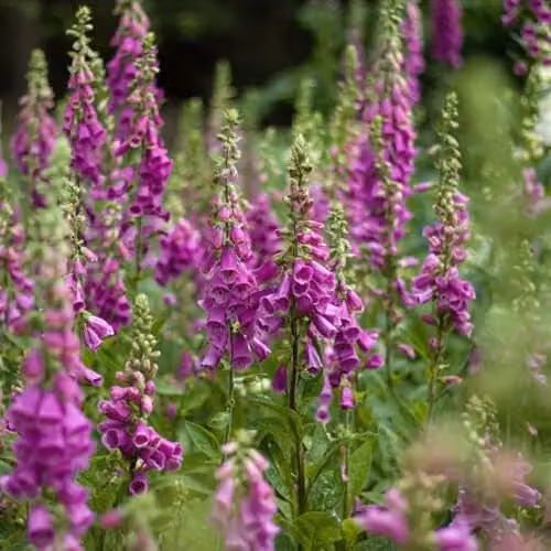 Thompson & Morgan Foxglove Digitalis purpurea Hardy Biennial Purple Wildflower Seeds, 2900 Seeds