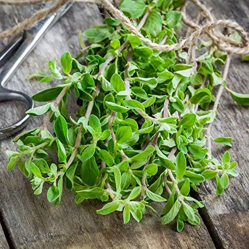 Thompson and Morgan Sweet Marjoram Herb Seeds, 750 Seeds – 1