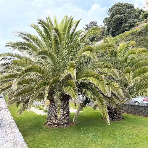 YouGarden Pair of Hardy Phoenix Palms, Canary Island Date Palms, 0.8-1m Tall in 20cm Pots – 3