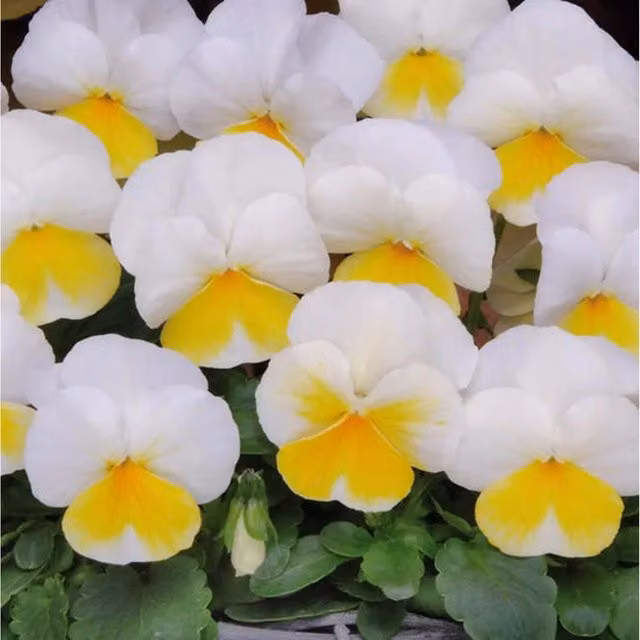 Plants By Post Viola Banana Cream Bedding Plants, 12 Plants in Creamy Yellow