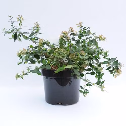 Thompson & Morgan Abelia x grandiflora Fragrant Flowering Ornamental Shrub, Pink and White, 2 x 3.6L Pots – 4