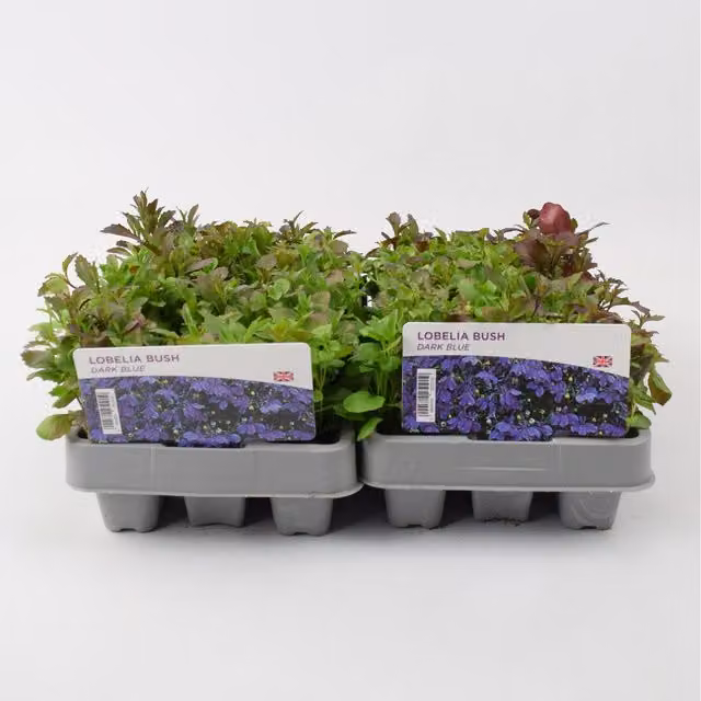 Plants By Post Dark Blue Lobelia Bedding Plants, 24 Pack