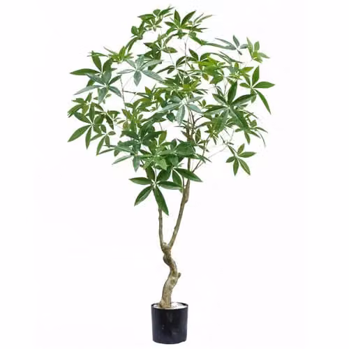 Botanik Realistic Artificial Money Tree Pachira Faux Plant, Green, H 180 x W 90 x D 90 cm – 3