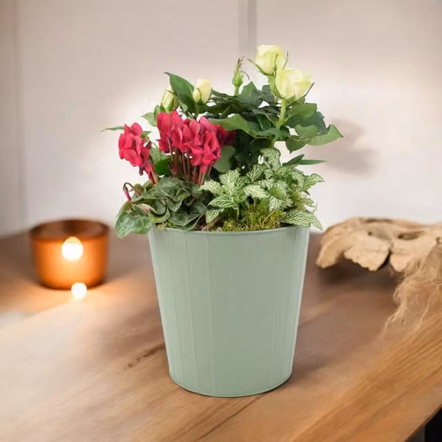 Plants by Post Mixed Indoor Flowering Planter with Cyclamen, Rose and Fittonia in a Sage Green Metal Pot