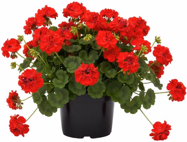 Plants By Post Red Geranium Tornado Trailing Plants, Pack of 3