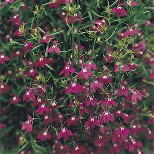 Plants By Post Lobelia Bedding Plants, 6 Pack of Pink Trailing Blooms for Hanging Baskets and Outdoor Gardens
