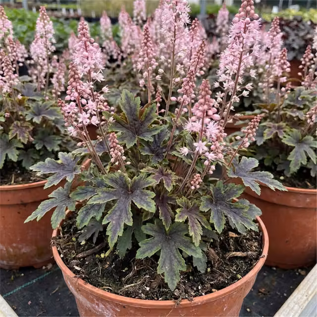 Plants by Post Tiarella Pink Skyrocket Foamflower Perennial Shade Plant, Pink and Green, 2L Pot