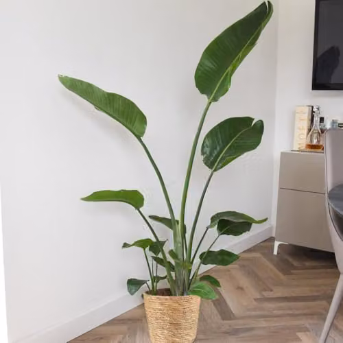 Thompson and Morgan Strelitzia nicolai Giant Bird of Paradise Indoor Houseplant with Lush Green Tropical Foliage, 2 x 13cm Pots