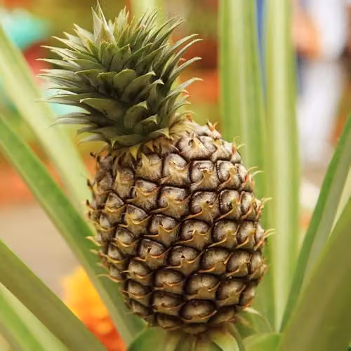 YouGarden Edible Indoor Pineapple Houseplant in 12cm Pot – 1
