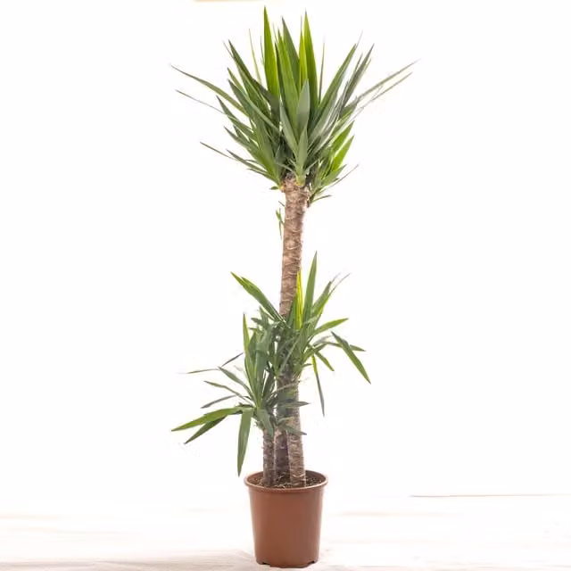 GardenersDream Yucca Elephantipes Real Indoor Plant, Green and White, Height: 150 cm