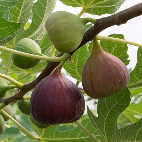 YouGarden Brown Turkey Fig Tree Standard Established Fruit Plant in 3 Litre Pot