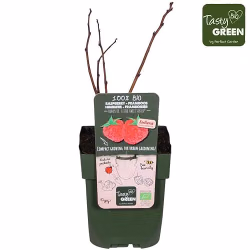 Thompson & Morgan Little Sweet Sister Patio Raspberry Plant, Autumn Fruiting Red Berry Bush, 3 Litre Pot – 2