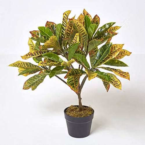 Homescapes Rushfoil Artificial Potted Croton Plant in Green, Yellow and Red with Black Pot, Height: 65 cm