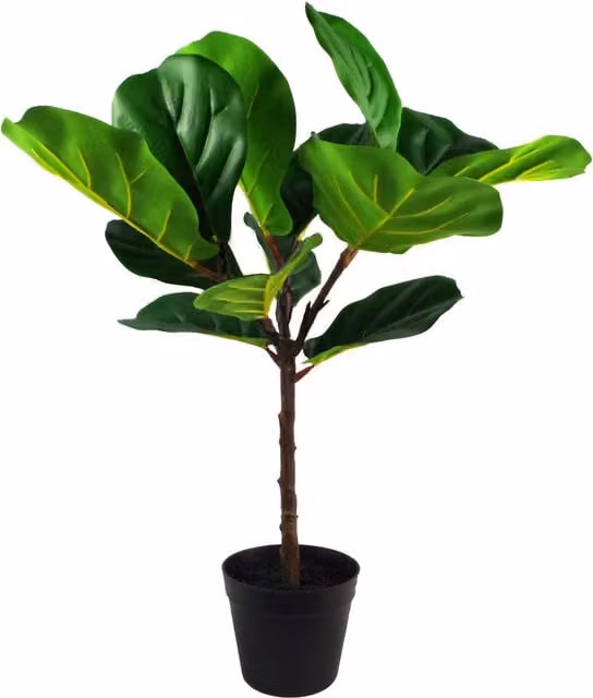 Leaf Design UK Artificial Fiddle Fig Tree in a Black Plastic Pot, Green, H 70 cm x W 35 cm x D 35 cm