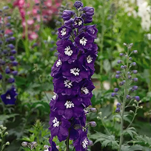 Thompson and Morgan Delphinium Magic Fountain Dark Blue and White Bee Hardy Perennial Garden Plants, 12 Garden Ready Plug Plants – 1