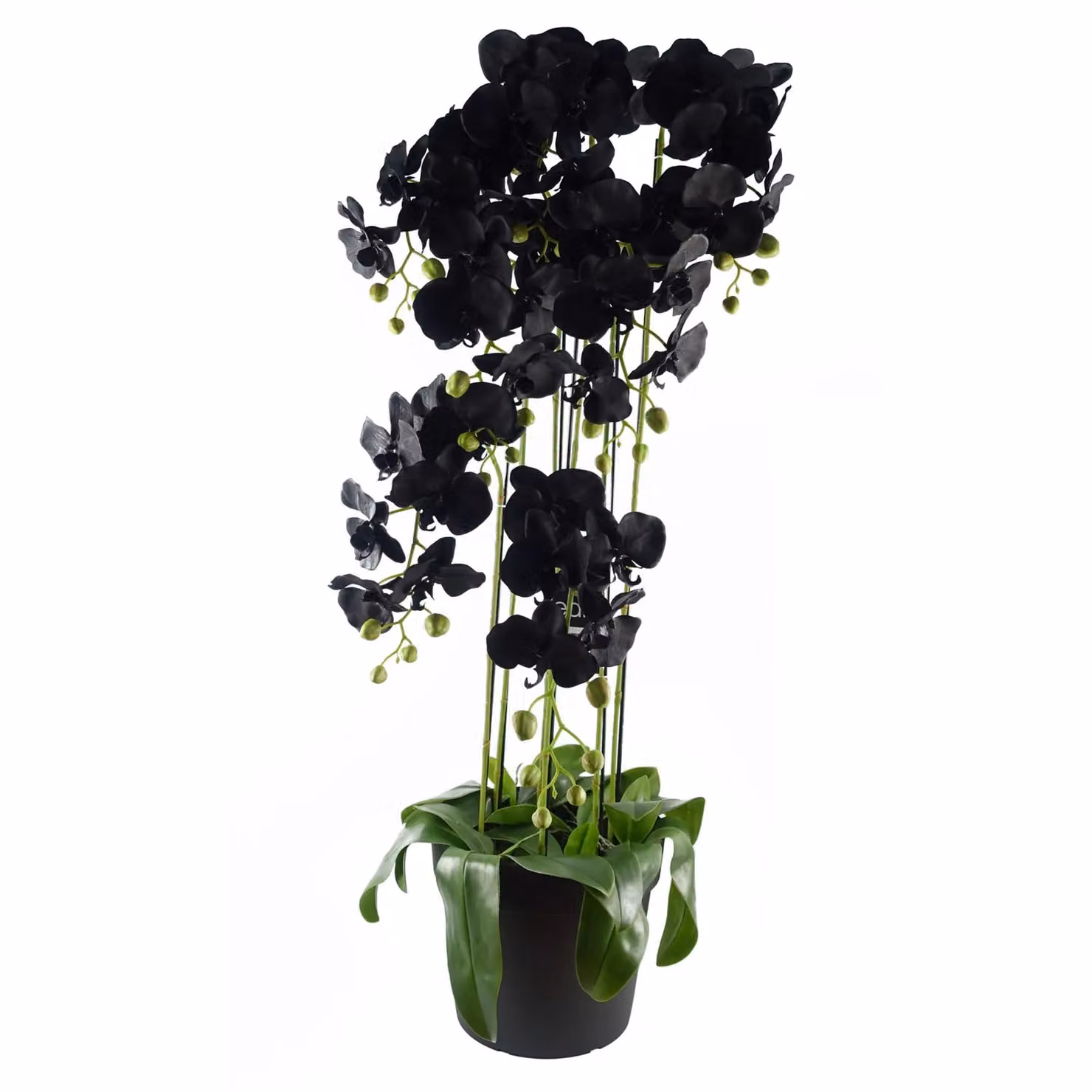 Botanik Realistic Artificial Black Orchid Plant with Green Leaves, Potted, Height: 110 cm – 4
