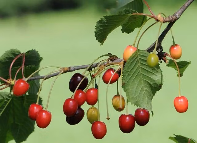 Direct Plants Morello Cherry Fruit Tree, 182.88 cm Tall, in a 12 Litre Pot