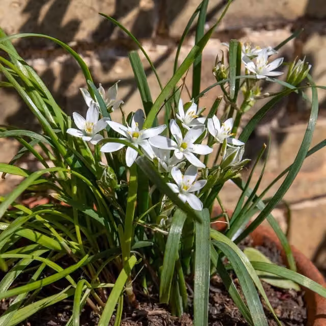 Marshalls Garlic Chive Allium Tuberousum Perennial Herb for Potting, Green and White