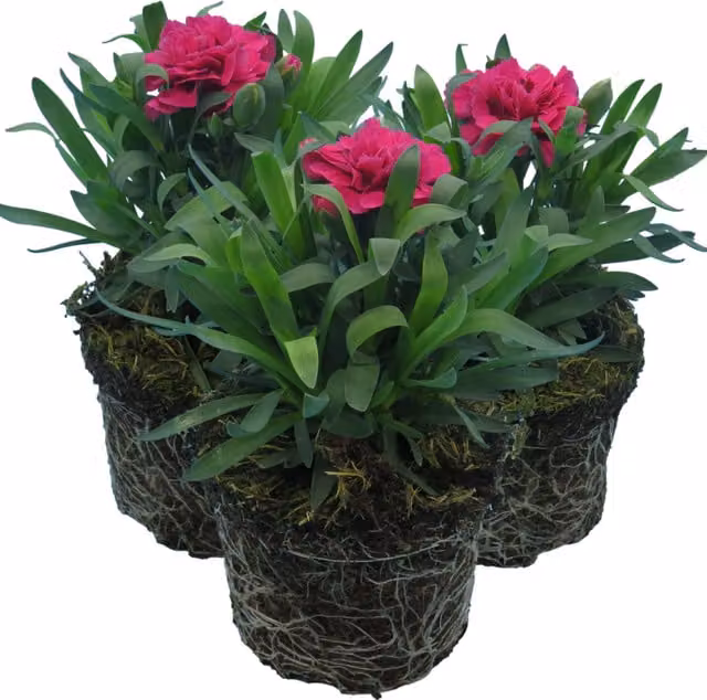 Plants by Post Red and Pink Perennial Carnation Ornamental Plants