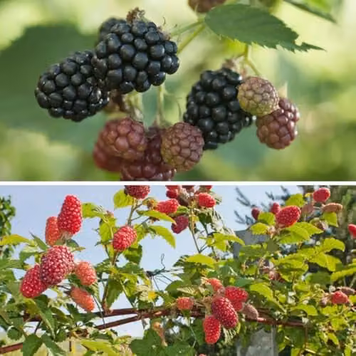 Thompson and Morgan BlackBerry Duo Fruit Bush with Tayberry and Thornfree Varieties, 2 x 5 Litre Pots