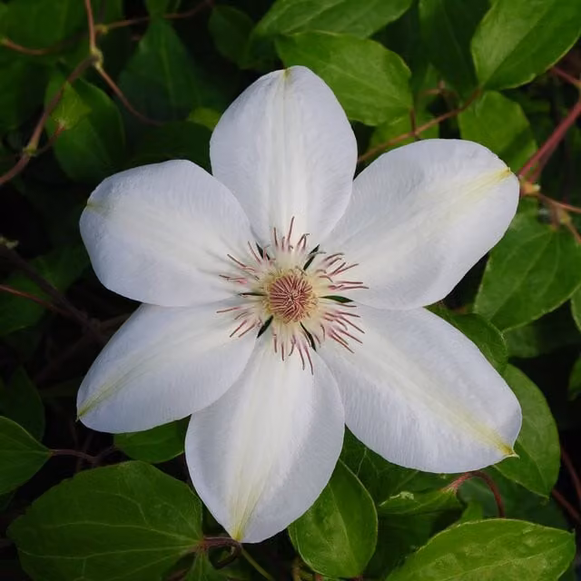 Plants By Post Clematis Henryi White Outdoor Climbing Plant