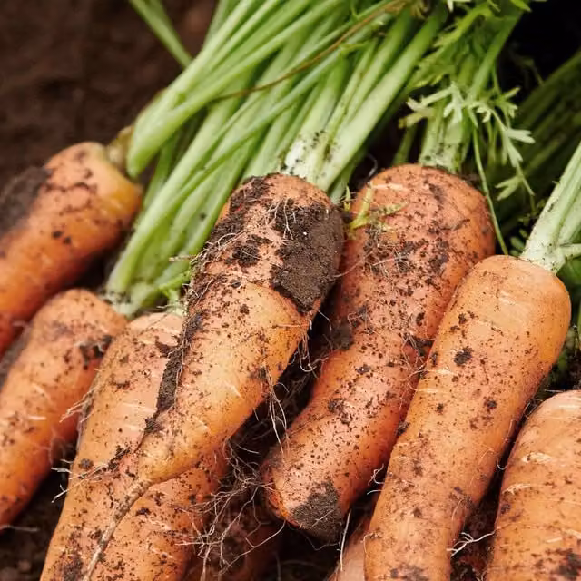 Marshalls Short n Sweet Carrot Seeds, 1000 Seeds, Sweet Early Variety for Containers and Heavy Soil