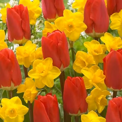YouGarden Tulip and Narcissus Bulb Collection, Set of 50 Bulbs including 25 Early Red Tulips and 25 Yellow Narcissus Tete a Tete – 1