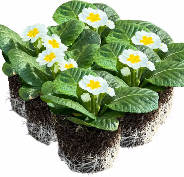 Plants by Post Primrose White Primula vulgaris Perennial Outdoor Flowers, Pack of 6, 10.5cm Pots