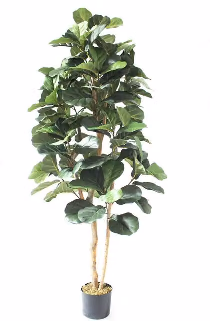Botanik Deluxe Artificial Fiddle Fig Tree in Black Plastic Pot, Green, Height: 180 cm