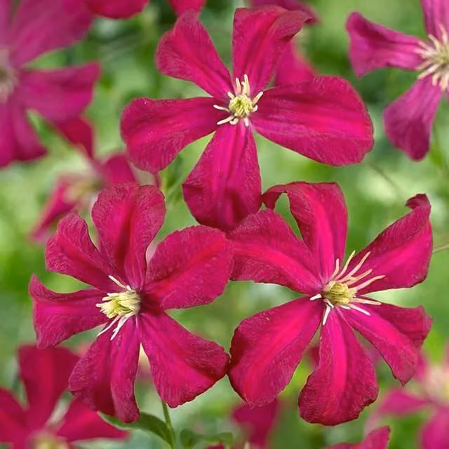 Plant Theory Clematis Madame Julia Correvon Red Flowering Vine Climber Plant, Green