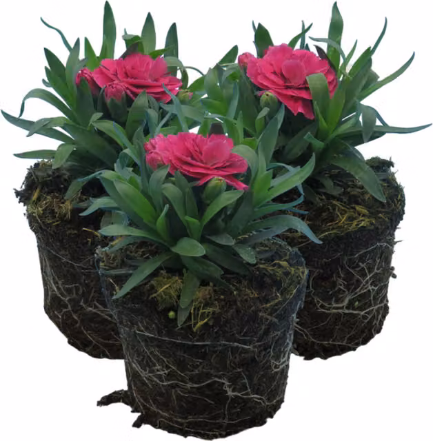 Plants by Post Purple Wings Carnation Perennial Outdoor Plant with Fragrant Purple Blooms