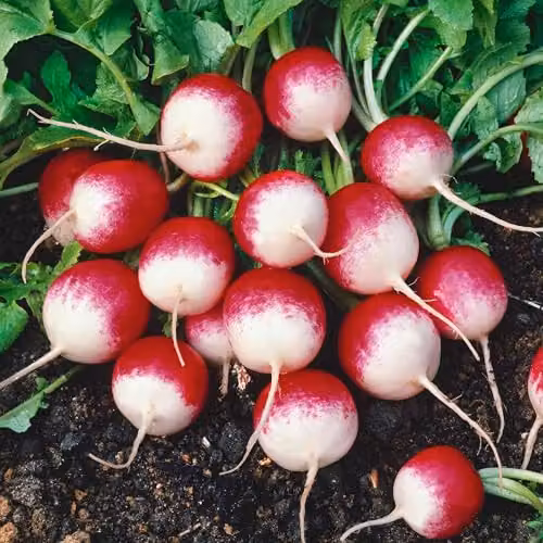 Unwins Radish Sparkler Red Vegetable Seeds – 1
