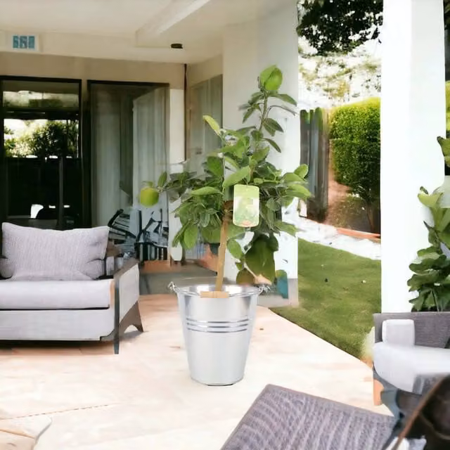 Plants by Post Citrus Lime Fruit Tree in a Rustic Metal Bucket, Dark Green