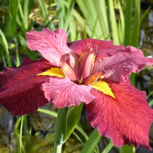 Thompson & Morgan Iris Louisiana Ann Chowning Marginal Aquatic Perennials, 23 x 9cm Pots – 1