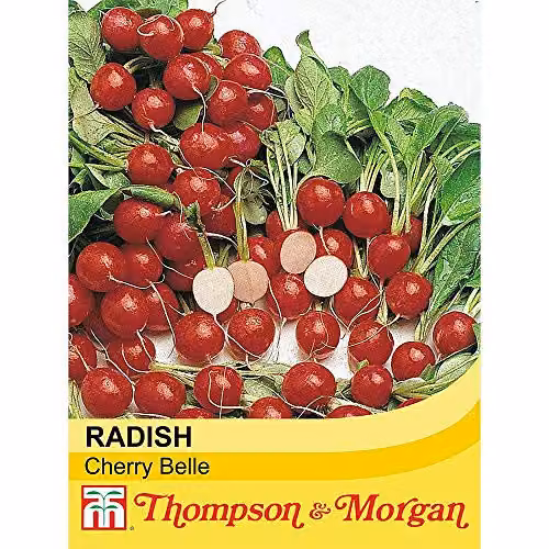 Thompson and Morgan Radish Cherry Belle Seeds, 500 Seeds – 2