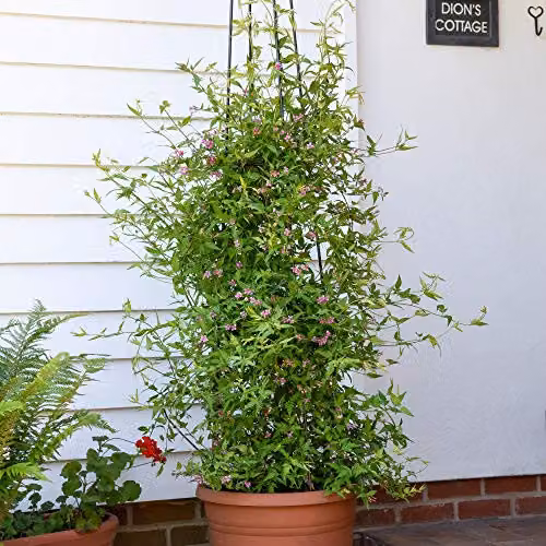 Thompson and Morgan Jasminum stephanense Starry Starry Summer Scent Climbing Shrub, 9cm Pot – 2