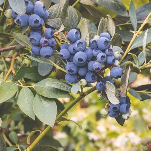 Thompson & Morgan Blueberry Duke RHS Award Winning Early to Mid-Season Variety, 3 x 9cm Pots – 4