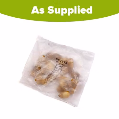 YouGarden English Bluebell Bulbs, Pack of 20, Blue – 2