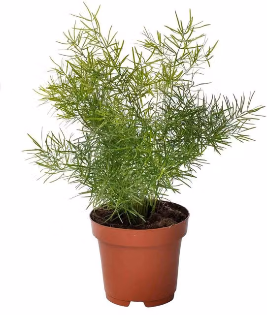 Unwins Asparagus Fern Green Flower Seeds for Ornamental Gardens and Indoor Plants (20 g)