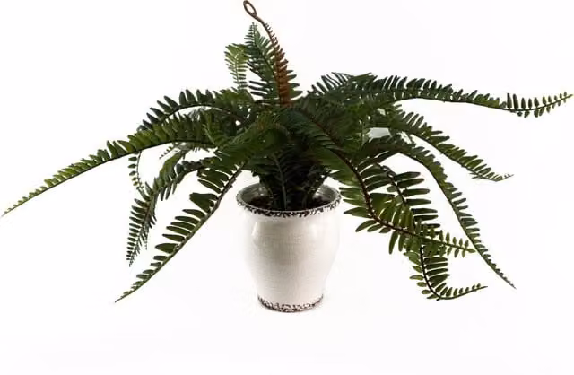 Green Artificial Palm Fern Bush in a Ceramic and Plastic Decorative Planter