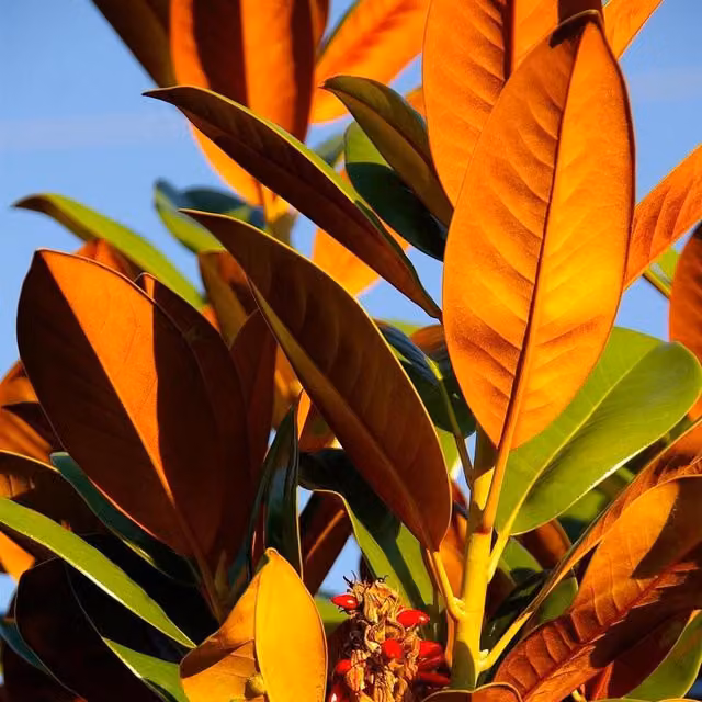 Direct Plants Magnolia Grandiflora Evergreen Ornamental Tree with White Flowers in a 7.5 Litre Pot