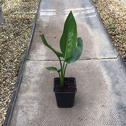 Thompson and Morgan Strelitzia Bird of Paradise Perennial Flowering House Plant, 2 x 9cm Pots – 5