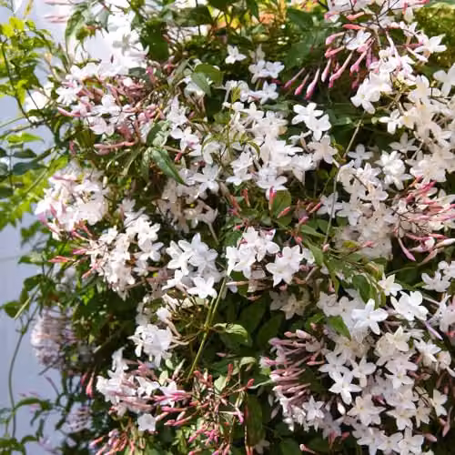 Thompson & Morgan Starry Starry Summer Night Jasmine Fragrant White Climber Potted Plant, 3 Litre – 4