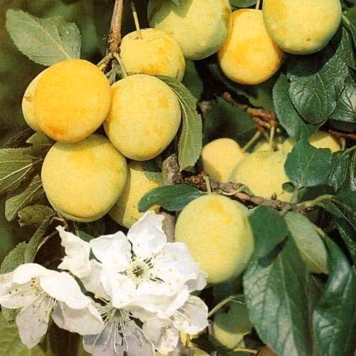 Direct Plants Prunus Oullins Golden Gage Plum Fruit Tree