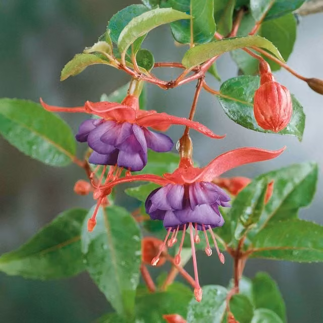 Marshalls Garden Purple Fuchsia Dollar Princess Bedding Plant