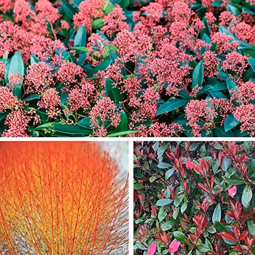 Thompson and Morgan Winter Interest Shrub Collection of 6 Hardy Garden Plants featuring Cornus, Skimmia and Photinia Varieties